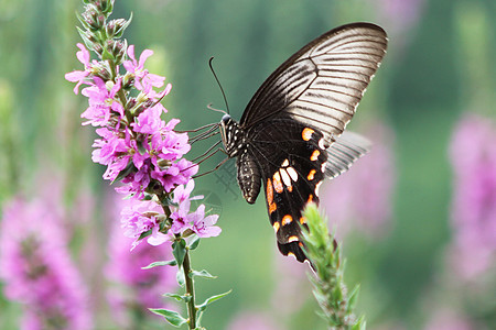 薰衣草上的花蝴蝶授粉背景图片