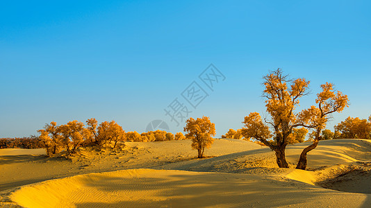 胡杨树沙漠胡杨背景