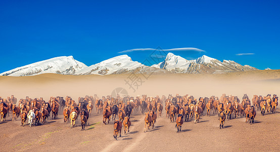雪山下奔跑的马群图片