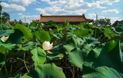 北京夏末初秋的景山公园图片