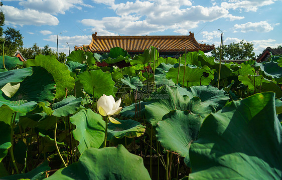 北京夏末初秋的景山公园图片