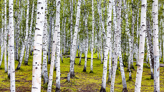内蒙古呼伦贝尔市恩和白桦树林自然美高清图片素材