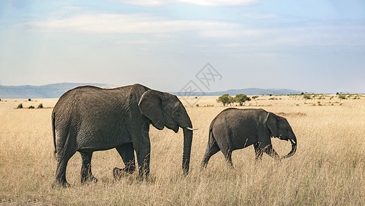 肯尼亚野生动物图片