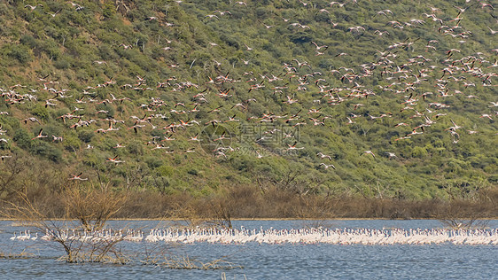肯尼亚野生鸟群图片