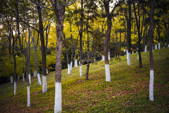奥林匹克森林公园的秋天树林图片