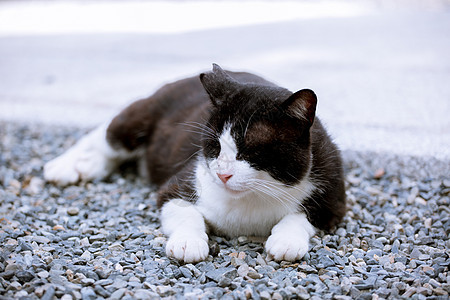 慵懒猫咪背景图片