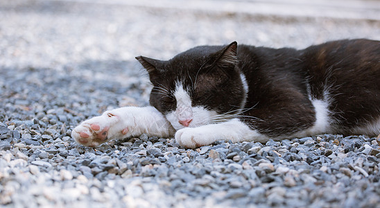 慵懒猫咪图片