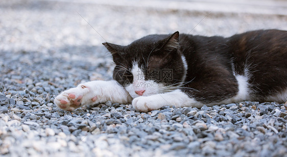 慵懒猫咪图片