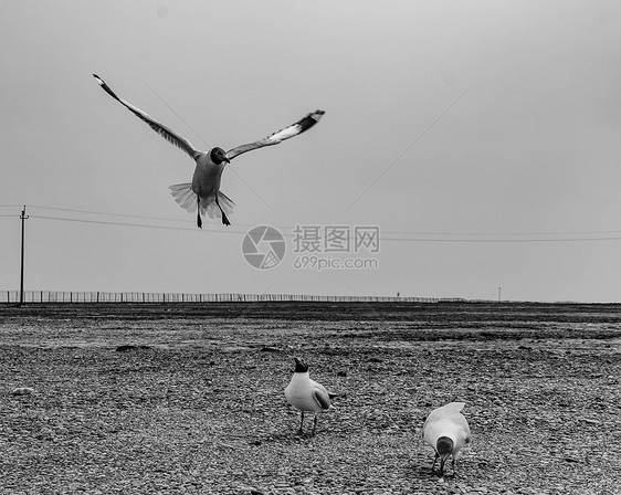 天空飞翔的鸟图片