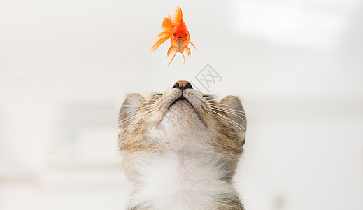 微观世界搞笑猫观金鱼高清图片