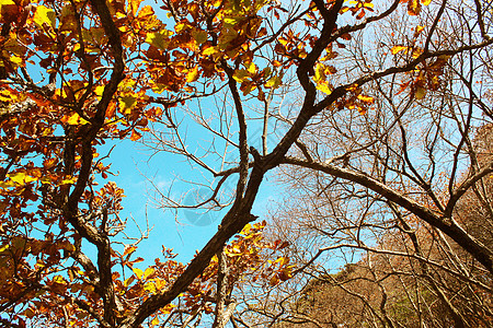 浓浓秋色美如画秋天的树林里秋意浓浓背景
