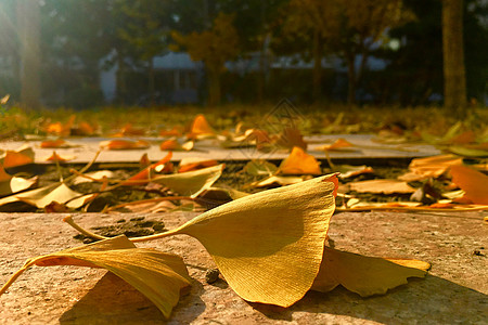 金色银杏叶子秋日清晨中的金色银杏叶背景