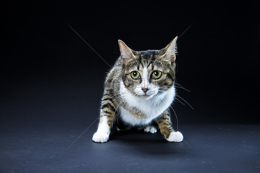 黑背景的猫高清图片下载 正版图片 摄图网
