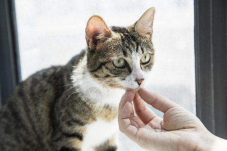 可爱小猫背景图片 可爱小猫背景素材 可爱小猫底图 摄图网