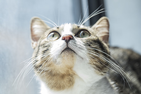 可爱小猫背景图片 可爱小猫背景素材 可爱小猫底图 摄图网