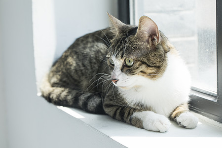 可爱猫咪背景图片 可爱猫咪背景素材 可爱猫咪底图 摄图网