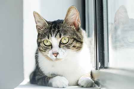可爱小猫背景图片 可爱小猫背景素材 可爱小猫底图 摄图网