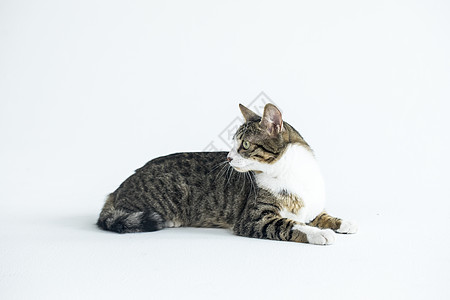 小猫背景背景 小猫背景摄影图片 小猫背景壁纸 摄图网