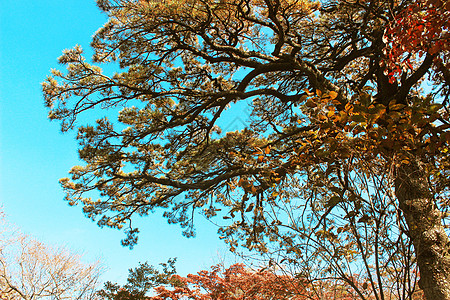 登黄山赏秋色高清图片