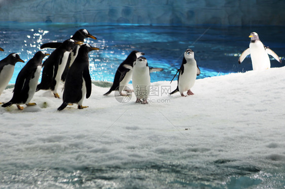 珠海长隆海洋世界的企鹅图片