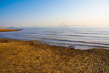 上海崇明西滩湿地公园背景图片