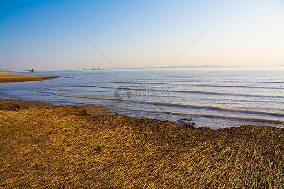 上海崇明西滩湿地公园图片