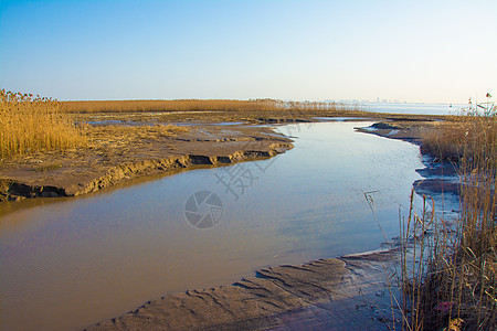 上海崇明西滩湿地公园图片