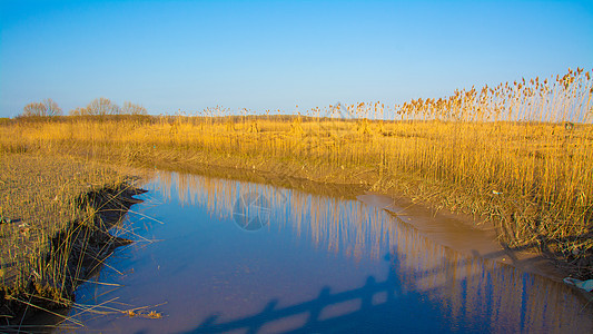 上海崇明西滩湿地公园图片