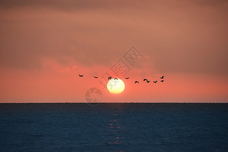 海仙花日出东方背景