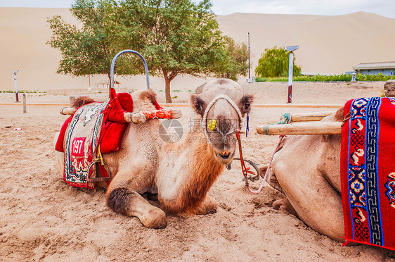 甘肃敦煌鸣沙山骆驼图片