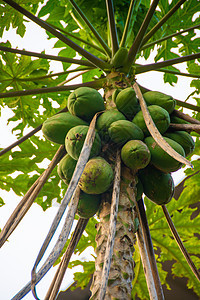 福建椰子树图片