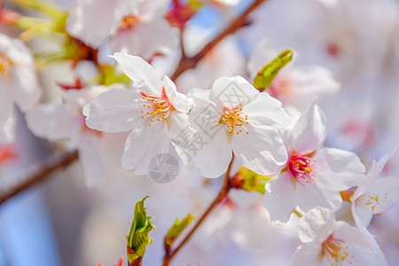 上海宝山顾村公园樱花图片