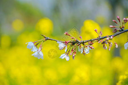 上海宝山顾村公园樱花图片