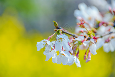 上海宝山顾村公园樱花图片