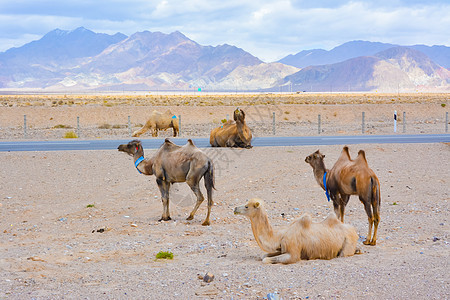 青海省海西蒙古族藏族自治州茶卡盐湖骆驼图片