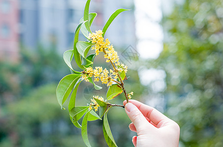 金秋桂花香阳光金秋高清图片