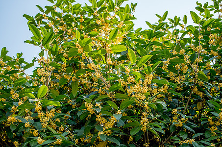 金秋桂花香植物园景色高清图片