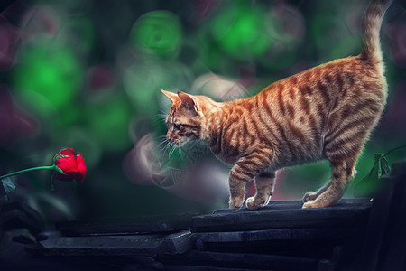 简约背景猫图片 简约背景猫素材 简约背景猫高清图片 摄图网图片下载