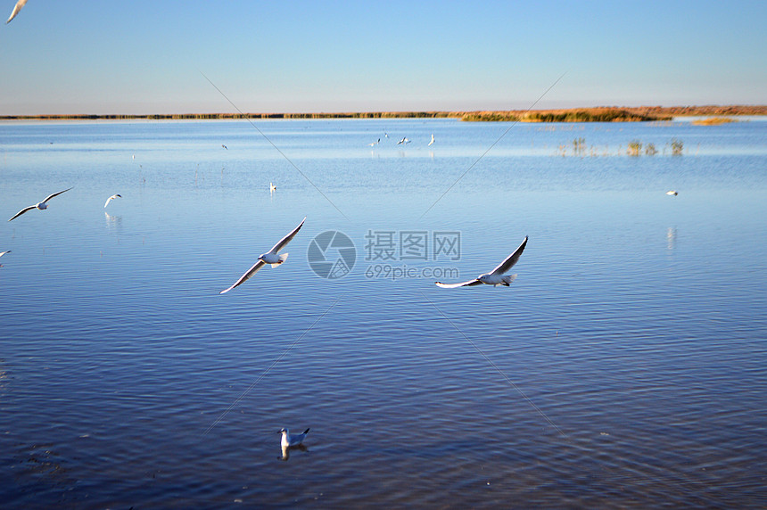 额济纳旗居延海图片