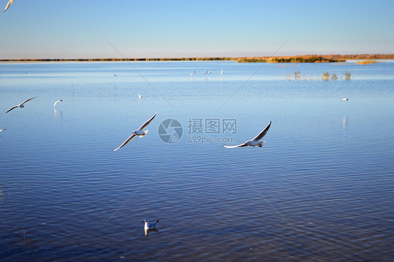 额济纳旗居延海图片