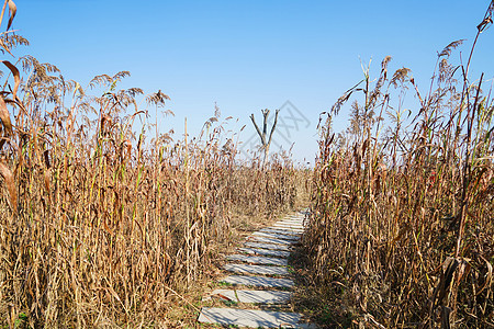 山东高密红高粱影视基地背景图片