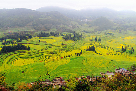 云南罗平油菜花田背景