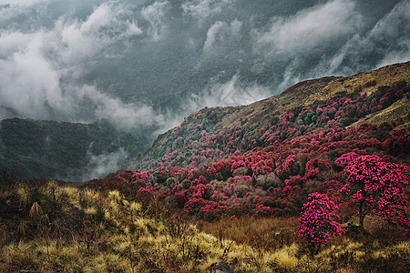 尼泊尔杜鹃花尼泊尔喜马拉雅山杜鹃花背景