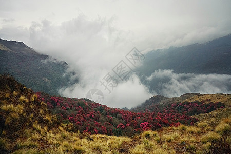 尼泊尔喜马拉雅山杜鹃花背景图片