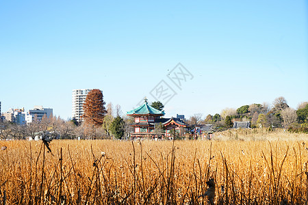 日本东京城市风光背景图片