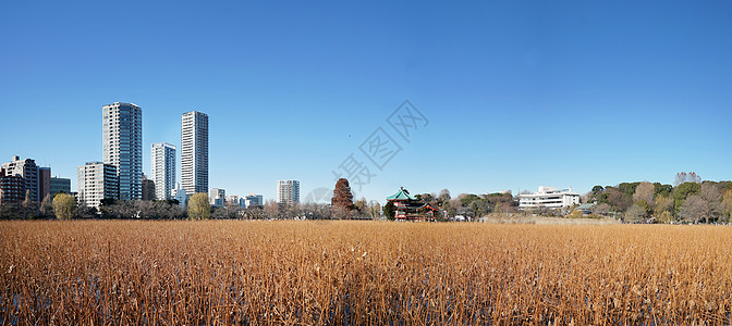 日本东京城市风光图片