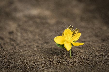泥土里开出小黄花背景图片