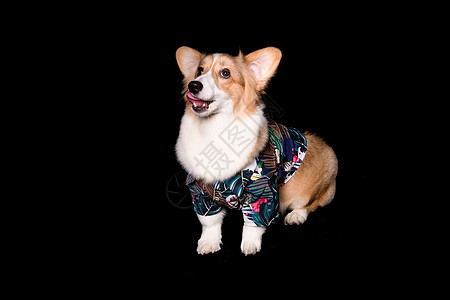 柯基犬背景 柯基犬摄影图片 柯基犬壁纸 摄图网 柯基犬背景 柯基犬摄影图片 柯基犬壁纸 摄图网