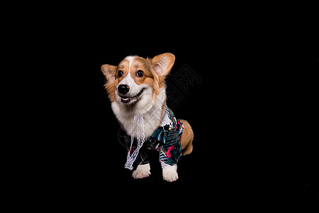 柯基犬背景 柯基犬摄影图片 柯基犬壁纸 摄图网 柯基犬背景 柯基犬摄影图片 柯基犬壁纸 摄图网