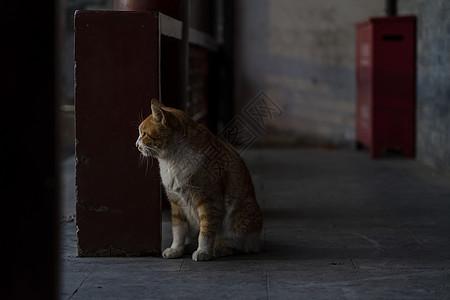 宫猫图片